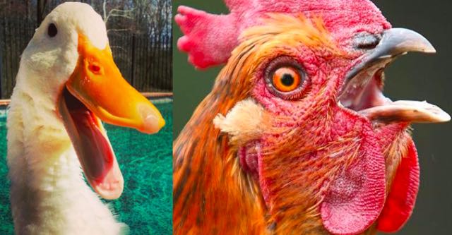 Why Chickens Don T Have Penises And Ducks Do And Why You Should Care Lead Stories